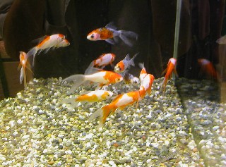 水槽の中の金魚